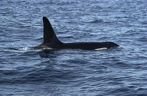 1427160506 killer whale dorsal fin