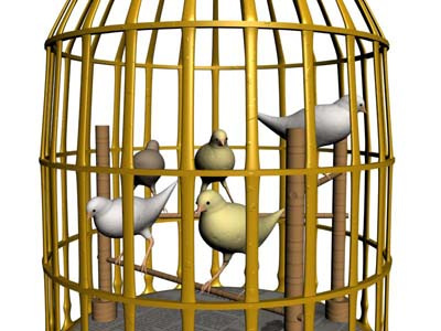 Birdy In Birdy Cage Final